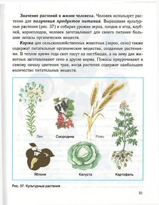 Значение растений в жизни человека. Человек использует рас-
тения для получения продуктов питания. Выращивая культур-
ные растения (рис. 3 7 ) и собирая урожаи зерна, плодов и ягод, клуб-
ней, корнеплодов, человек заготавливает для своего питания боль-
шие запасы органических веществ.
Корма для сельскохозяйственных животных (зерно, сено) также
содержат питательные органические вещества, созданные растения-
ми. В теплое время года скот пасут на пастбищах, а на зиму для жи-
вотных заготавливают сено и другие корма. Покосы приурочивают к
самому началу цветения трав, когда растения содержат наибольшее
количество питательных веществ.
Смородина
¥Яблоня
'
КартофельКапуста
Рис. 37. Культурные растения
 