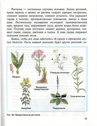 Растения — постоянные спутники человека. Зелень растений,
яркая окраска и аромат их цветков создают хорошее настроение,
снижают нервное напряжение, снимают усталость. Они украшают
города и поселки, производственные помещения, школы и наши
дома. Растительные насаждения поглощают производственный
шум, вредные газы, задерживают пыль, делают воздух более влаж-
ным. Поэтому люди постоянно сажают деревья, кустарники, соз-
дают парки, скверы, цветники и газоны. А сами города окружают
зелеными поясами лесов.
Важно, чтобы все люди заботились об охране и умножении лес-
ных богатств. Пусть каждый школьник будет другом растений: са-
Ландыш
Зверобой
Ромашка аптечная
Валериана
лекарственная
Яыа* Тысячелистник
Подорожник
Рис. 39. Лекарственные растения
 