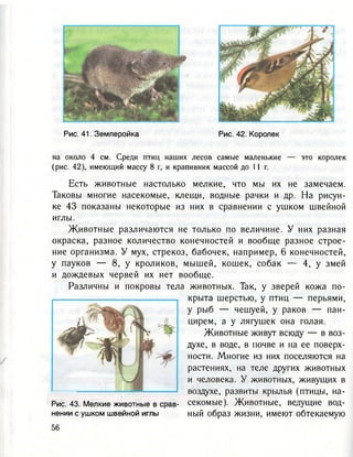 Рис. 41. Землеройка Рис. 42. Королек
на около 4 см. Среди птиц наших лесов самые маленькие — это королек
(рис. 42), имеющий массу 8 г, и крапивник массой до 11 г.
Есть животные настолько мелкие, что мы их не замечаем.
Таковы многие насекомые, клещи, водные рачки и др. На рисун-
ке 43 показаны некоторые из них в сравнении с ушком швейной
иглы.
Животные различаются не только по величине. У них разная
окраска, разное количество конечностей и вообще разное строе-
ние организма. У мух, стрекоз, бабочек, например, 6 конечностей,
у пауков — 8, у кроликов, мышей, кошек, собак — 4, у змей
и дождевых червей их нет вообще.
Различны и покровы тела животных. Так, у зверей кожа по-
крыта шерстью, у птиц — перьями,
у рыб — чешуей, у раков — пан-
цирем, а у лягушек она голая.
Животные живут всюду — в воз-
духе, в воде, в почве и на ее поверх-
ности. Многие из них поселяются на
растениях, на теле других животных
и человека. У животных, живущих в
воздухе, развиты крылья (птицы, на-
секомые). Животные, ведущие вод-
ный образ жизни, имеют обтекаемую
Рис. 43. Мелкие животные в срав-
нении с ушком швейной иглы
 