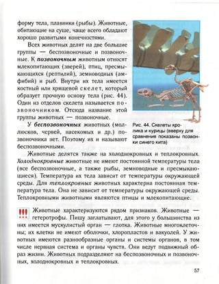 форму тела, плавники (рыбы). Животные,
обитающие на суше, чаще всего обладают
хорошо развитыми конечностями.
Всех животных делят на две большие
группы — беспозвоночные и позвоноч-
ные. К позвоночным животным относят
млекопитающих (зверей), птиц, пресмы-
кающихся (рептилий), земноводных (ам-
фибий) и рыб. Внутри их тела имеется
костный или хрящевой с к е л е т , который
образует прочную основу тела (рис. 44).
Один из отделов скелета называется п о -
з в о н о ч н и к о м . Отсюда название этой
группы животных — позвоночные.
У беспозвоночных животных (мол-
люсков, червей, насекомых и др.) по-
звоночника нет. Поэтому их и называют
беспозвоночными.
Рис. 44. Скелеты кро-
лика и курицы (вверху для
сравнения показаны позвон-
ки синего кита)
Животные делятся также на холоднокровных и теплокровных.
Холоднокровные животные не имеют постоянной температуры тела
(все беспозвоночные, а также рыбы, земноводные и пресмыкаю-
щиеся). Температура их тела зависит от температуры окружающей
среды. Для теплокровных животных характерна постоянная тем-
пература тела. Она не зависит от температуры окружающей среды.
Теплокровными животными являются птицы и млекопитающие.
Ш Животные характеризуются рядом признаков. Животные —
••• гетеротрофы. Пишу заглатывают, для этого у большинства из
них имеется мускулистый орган — глотка. Животные многоклеточ-
ны; их клетки не имеют оболочки, хлоропластов и вакуолей. У жи-
вотных имеются разнообразные органы и системы органов, в том
числе нервная система и органы чувств. Они ведут подвижный об-
раз жизни. Животных подразделяют на беспозвоночных и позвоноч-
ных, холоднокровных и теплокровных.
 