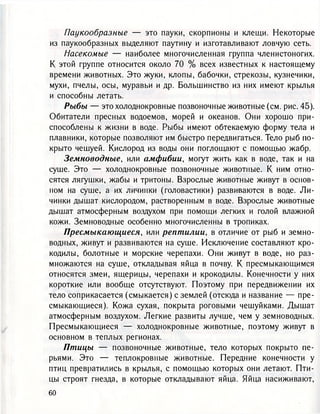 Паукообразные — это пауки, скорпионы и клещи. Некоторые
из паукообразных выделяют паутину и изготавливают ловчую сеть.
Насекомые — наиболее многочисленная группа членистоногих.
К этой группе относится около 70 % всех известных к настоящему
времени животных. Это жуки, клопы, бабочки, стрекозы, кузнечики,
мухи, пчелы, осы, муравьи и др. Большинство из них имеют крылья
и способны летать.
Рыбы — это холоднокровные позвоночные животные (см. рис. 45).
Обитатели пресных водоемов, морей и океанов. Они хорошо при-
способлены к жизни в воде. Рыбы имеют обтекаемую форму тела и
плавники, которые позволяют им быстро передвигаться. Тело рыб по-
крыто чешуей. Кислород из воды они поглощают с помощью жабр.
Земноводные, или амфибии, могут жить как в воде, так и на
суше. Это — холоднокровные позвоночные животные. К ним отно-
сятся лягушки, жабы и тритоны. Взрослые животные живут в основ-
ном на суше, а их личинки (головастики) развиваются в воде. Ли-
чинки дышат кислородом, растворенным в воде. Взрослые животные
дышат атмосферным воздухом при помощи легких и голой влажной
кожи. Земноводные особенно многочисленны в тропиках.
Пресмыкающиеся, или рептилии, в отличие от рыб и земно-
водных, живут и развиваются на суше. Исключение составляют кро-
кодилы, болотные и морские черепахи. Они живут в воде, но раз-
множаются на суше, откладывая яйца в почву. К пресмыкающимся
относятся змеи, ящерицы, черепахи и крокодилы. Конечности у них
короткие или вообще отсутствуют. Поэтому при передвижении их
тело соприкасается (смыкается) с землей (отсюда и название — пре-
смыкающиеся). Кожа сухая, покрыта роговыми чешуйками. Дышат
атмосферным воздухом. Легкие развиты лучше, чем у земноводных.
Пресмыкающиеся — холоднокровные животные, поэтому живут в
основном в теплых регионах.
Птицы — позвоночные животные, тело которых покрыто пе-
рьями. Это — теплокровные животные. Передние конечности у
птиц превратились в крылья, с помощью которых они летают. Пти-
цы строят гнезда, в которые откладывают яйца. Яйца насиживают,
 