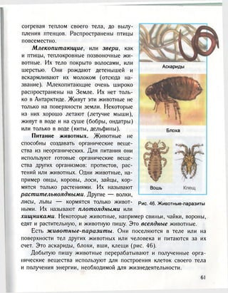 согревая теплом своего тела, до вылу-
пления птенцов. Распространены птицы
повсеместно.
Млекопитающие, или звери, как
и птицы, теплокровные позвоночные жи-
вотные. Их тело покрыто волосами, или
шерстью. Они рождают детенышей и
вскармливают их молоком (отсюда на-
звание). Млекопитающие очень широко
распространены на Земле. Их нет толь-
ко в Антарктиде. Живут эти животные не
только на поверхности земли. Некоторые
из них хорошо летают (летучие мыши),
живут в воде и на суше (бобры, ондатры)
или только в воде (киты, дельфины).
Питание животных. Животные не
способны создавать органические веще-
ства из неорганических. Для питания они
используют готовые органические веще-
ства других организмов: протистов, рас-
тений или животных. Одни животные, на-
пример овцы, коровы, лоси, зайцы, кор-
мятся только растениями. Их называют
растительноядными. Другие — волки,
лисы, львы — кормятся только живот-
ными. Их называют плотоядными или
хищниками. Некоторые животные, например свиньи, чайки, вороны,
едят и растительную, и животную пишу. Это всеядные животные.
Есть животные-паразиты. Они поселяются в теле или на
поверхности тел других животных или человека и питаются за их
счет. Это аскариды, блохи, вши, клещи (рис. 46).
Добытую пишу животные перерабатывают и полученные орга-
нические вещества используют для построения клеток своего тела
и получения энергии, необходимой для жизнедеятельности.
Аскариды
Блоха
Вошь
Рис. 46. Животные-паразиты
 