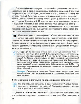 Для высвобождения энергии, запасенной в органических веществах,
животным, как и другим организмам, необходим кислород. Животные
потребляют его из воздуха (насекомые, птицы, млекопитающие) или
из воды (рыбы). Для этого у них есть специальные органы дыхания —
легкие (птицы, млекопитающие), жабры (рыбы), дыхательные трубоч-
ки — трахеи (насекомые). Некоторые животные поглощают кислород
и выделяют углекислый газ через покровы тела (дождевые черви).
Ненужные организму вещества, образовавшиеся в результате
пищеварения и дыхания, выводятся в окружающую среду через спе-
циальные выделительные органы.
Ш Животные очень разнообразны. Среди беспозвоночных жи-
••• вотных наиболее распространены членистоногие, среди позво-
ночных — птицы и млекопитающие. Все животные — гетеротрофы.
В зависимости от потребляемой пищи животные могут быть траво-
ядными (растительноядными), плотоядными (хищниками), всеядны-
ми или паразитами.
1. Перечислите основные группы беспозвоночных животных. Чем от-
; личаются животные этих групп? 2. Как вы думаете, почему земновод-
ные получили такое название? 3. Чем отличаются птицы и млекопита-
ющие? 4. Почему млекопитающих относят к позвоночным животным?
5. Выпишите в тетрадь из приведенного перечня вначале беспозвоноч-
ных животных, а затем позвоночных: майский жук, кукушка, лисица,
щука, дождевой червь, стрекоза, заяц, бабочка капустница. 6. Могут ли
животные синтезировать органические вещества из неорганических?
Ответ обоснуйте.
Задание. Распределите животных (белка, лиса, косуля, сова, лось,
ястреб) по группам: растительноядные и плотоядные. Запишите груп-
пы в тетрадь.
§ 16. Значение животных в природе и ж и з н и человека
• л Чем отличаются домашние и дикие животные? Каких домаш-
• • них и диких животных вы знаете? Какую роль играют живот-
ные в природе и жизни человека?
Дикие и домашние животные. Большинство животных жи-
вет свободно в природе, подчиняясь ее законам. Они появляются
 