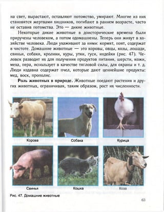 на свет, вырастают, оставляют потомство, умирают. Многие из них
становятся жертвами хищников, погибают в раннем возрасте, часто
не оставив потомства. Это — дикие животные.
Некоторые дикие животные в доисторические времена были
приручены человеком, а потом одомашнены. Теперь они живут в хо-
зяйстве человека. Люди ухаживают за ними: кормят, поят, содержат
в чистоте. Домашние животные — это коровы, овцы, козы, лошади,
свиньи, собаки, кролики, куры, утки, гуси, индейки (рис. 47). Че-
ловек разводит их для получения продуктов питания, шерсти, кожи,
меха, пера, использует в качестве тягловой силы, для охраны и т. д.
Люди издавна содержат пчел, которые дают ценнейшие продукты:
мед, воск, прополис.
Роль животных в природе. Животные поедают растения и дру-
гих животных, ограничивая, таким образом, рост их численности.
СобакаКорова
Свинья
Рис. 47. Домашние животные
Кошка
Курица
 