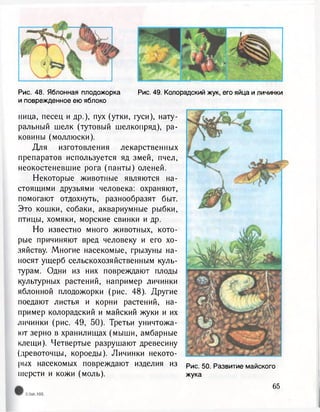 Рис. 48. Яблонная плодожорка
и поврежденное ею яблоко
Рис. 49. Колорадский жук, его яйца и личинки
ница, песец и др.), пух (утки, гуси), нату-
ральный шелк (тутовый шелкопряд), ра-
ковины (моллюски).
Для изготовления лекарственных
препаратов используется яд змей, пчел,
неокостеневшие рога (панты) оленей.
Некоторые животные являются на-
стоящими друзьями человека: охраняют,
помогают отдохнуть, разнообразят быт.
Это кошки, собаки, аквариумные рыбки,
птицы, хомяки, морские свинки и др.
Но известно много животных, кото-
рые причиняют вред человеку и его хо-
зяйству. Многие насекомые, грызуны на-
носят ущерб сельскохозяйственным куль-
турам. Одни из них повреждают плоды
культурных растений, например личинки
яблонной плодожорки (рис. 48). Другие
поедают листья и корни растений, на-
пример колорадский и майский жуки и их
личинки (рис. 49, 50). Третьи уничтожа-
ют зерно в хранилищах (мыши, амбарные
клещи). Четвертые разрушают древесину
(древоточцы, короеды). Личинки некото-
рых насекомых повреждают изделия из
шерсти и кожи (моль).
Рис. 50. Развитие майского
жука
 
