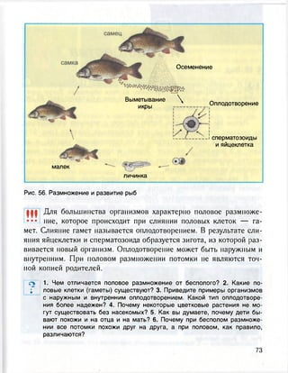 малек
Осеменение
Выметывание 
икры Оплодотворение
сперматозоиды
и яйцеклетка
личинка
Рис. 56. Размножение и развитие рыб
Для большинства организмов характерно половое размноже-
ние, которое происходит при слиянии половых клеток — га-
мет. Слияние гамет называется оплодотворением. В результате сли-
яния яйцеклетки и сперматозоида образуется зигота, из которой раз-
вивается новый организм. Оплодотворение может быть наружным и
внутренним. При половом размножении потомки не являются точ-
ной копией родителей.
л 1. Чем отличается половое размножение от бесполого? 2. Какие по-
; ловые клетки (гаметы) существуют? 3. Приведите примеры организмов
с наружным и внутренним оплодотворением. Какой тип оплодотворе-
ния более надежен? 4. Почему некоторые цветковые растения не мо-
гут существовать без насекомых? 5. Как вы думаете, почему дети бы-
вают похожи и на отца и на мать? 6. Почему при бесполом размноже-
нии все потомки похожи друг на друга, а при половом, как правило,
различаются?
tit• • •
 