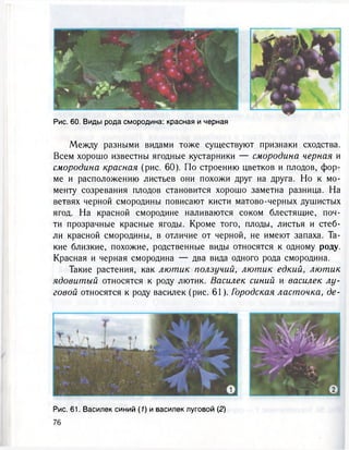 Рис. 60. Виды рода смородина: красная и черная
Между разными видами тоже существуют признаки сходства.
Всем хорошо известны ягодные кустарники — смородина черная и
смородина красная (рис. 60). По строению цветков и плодов, фор-
ме и расположению листьев они похожи друг на друга. Но к мо-
менту созревания плодов становится хорошо заметна разница. На
ветвях черной смородины повисают кисти матово-черных душистых
ягод. На красной смородине наливаются соком блестящие, поч-
ти прозрачные красные ягоды. Кроме того, плоды, листья и стеб-
ли красной смородины, в отличие от черной, не имеют запаха. Та-
кие близкие, похожие, родственные виды относятся к одному роду.
Красная и черная смородина — два вида одного рода смородина.
Такие растения, как лютик ползучий, лютик едкий, лютик
ядовитый относятся к роду лютик. Василек синий и василек лу-
говой относятся к роду василек (рис. 61). Городская ласточка, де-
Рис. 61. Василек синий (1) и василек луговой (2)
76
 