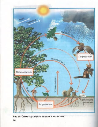 Рис. 68. Схема круговорота веществ в экосистеме
 