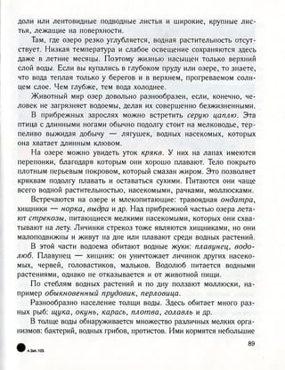 доли или лентовидные подводные листья и широкие, крупные лис-
тья, лежащие на поверхности.
Там, где озеро резко углубляется, водная растительность отсут-
ствует. Низкая температура и слабое освещение сохраняются здесь
даже в летние месяцы. Поэтому жизнью насыщен только верхний
слой воды. Если вы купались в глубоком пруду или озере, то знаете,
что вода теплая только у берегов и в верхнем, прогреваемом солн-
цем слое. Чем глубже, тем вода холоднее.
Животный мир озер довольно разнообразен, если, конечно, че-
ловек не загрязняет водоемы, делая их совершенно безжизненными.
В прибрежных зарослях можно встретить серую цаплю. Эта
птица с длинными ногами обычно подолгу стоит на мелководье, тер-
пеливо выжидая добычу — лягушек, водных насекомых, которых
она хватает длинным клювом.
На озере можно увидеть уток крякв. У них на лапах имеются
перепонки, благодаря которым они хорошо плавают. Тело покрыто
плотным перьевым покровом, который смазан жиром. Это позволяет
кряквам подолгу плавать и оставаться сухими. Питаются они чаще
всего водной растительностью, насекомыми, рачками, моллюсками.
Встречаются на озере и млекопитающие: травоядная ондатра,
хищники — норка, выдра и др. Над прибрежной частью озера лета-
ют стрекозы, питающиеся мелкими насекомыми, которых они схва-
тывают на лету. Личинки стрекоз тоже являются хищниками, но они
малоподвижны и живут на дне или плавают среди водных растений.
В этой части водоема обитают водные жуки: плавунец, водо-
люб. Плавунец — хищник: он уничтожает личинок других насеко-
мых, червей, головастиков, мальков. Водолюб питается водными
растениями, однако не отказывается и от животной пищи.
По стеблям водных растений и по дну ползают моллюски, на-
пример обыкновенный прудовик, перловица.
Разнообразно население толщи воды. Здесь обитает много раз-
ных рыб: щука, окунь, карась, плотва, голавль и др.
В толще воды обнаруживается множество различных мелких орга-
низмов: бактерий, водных грибов, протистов. Ими кормятся небольшие
•
89
4.3ак.103.
 