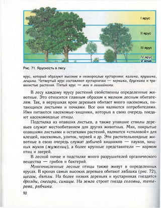 I ярус
II ярус
III ярус
IV ярус
V ЯРУС
Рис. 71. Ярусность в лесу
ярус, который образуют высокие и низкорослые кустарники: калина, крушина,
лещина. Четвертый ярус составляют кустарнички — черника, брусника и тра-
вянистые растения. Пятый ярус — мхи и лишайники.
В лесу каждому ярусу растений свойственны определенные жи-
вотные. Это относится главным образом к мелким лесным обитате-
лям. Так, в верхушках крон деревьев обитает много насекомых, пи-
тающихся листьями и почками. Все они являются потребителями.
Ими питаются насекомые-хищники, которых в свою очередь поеда-
ют насекомоядные птицы.
Подстилка из опавших листьев, а также упавшие стволы дере-
вьев служат местообитанием для других животных. Мхи, покрытые
опавшими листьями и остатками растений, являются «столовой» для
клещей, насекомых, улиток, червей и др. Эти растительноядные жи-
вотные в свою очередь служат добычей хищников — пауков, хищ-
ных жуков (жужелиц), а более крупные представители — кормом
птиц и зверей.
В лесной почве и подстилке много разрушителей органического
вещества — грибов и бактерий.
Многочисленные лесные птицы также живут в определенных
ярусах. В кронах самых высоких деревьев обитают зяблики (рис. 72),
щеглы, дятлы. На более низких деревьях и кустарниках гнездятся
дрозды, снегири, синицы. На земле строят гнезда соловьи, тете-
рева, рябчики.
 