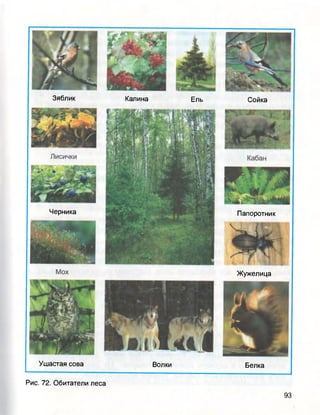 Зяблик Калина Ель Сойка
Ушастая сова Волки Белка
Черника Папоротник
Жужелица
Рис. 72. Обитатели леса
 