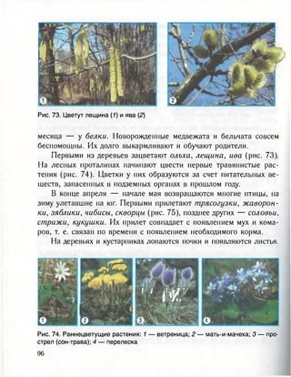 Рис. 73. Цветут лещина (1) и ива (2)
месяца — у белки. Новорожденные медвежата и бельчата совсем
беспомощны. Их долго выкармливают и обучают родители.
Первыми из деревьев зацветают ольха, лещина, ива (рис. 73).
На лесных проталинах начинают цвести первые травянистые рас-
тения (рис. 74). Цветки у них образуются за счет питательных ве-
ществ, запасенных в подземных органах в прошлом году.
В конце апреля — начале мая возвращаются многие птицы, на
зиму улетавшие на юг. Первыми прилетают трясогузки, жаворон-
ки, зяблики, чибисы, скворцы (рис. 75), позднее других — соловьи,
стрижи, кукушки. Их прилет совпадает с появлением мух и кома-
ров, т. е. связан по времени с появлением необходимого корма.
На деревьях и кустарниках лопаются почки и появляются листья.
Jtkff0199е
Л
" и->*<VAjW /!! './ Ш у
уг» - WI
о
Г ' 1 *(С *
о
' •
О
Рис. 74. Раннецветущие растения: 1 — ветреница; 2 — мать-и-мачеха; 3 — про-
стрел (сон-трава); 4 — перелеска
 