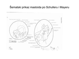 Šematski prikaz mastoida po Schulleru i Mayeru
 
