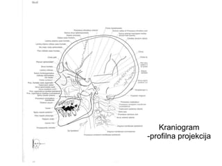 Kraniogram
-profilna projekcija
 
