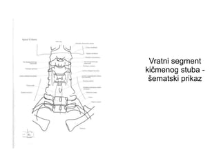 Vratni segment
kičmenog stuba -
šematski prikaz
 