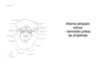 Atlanto-aksijalni
odnos
- šematski prikaz
ap projekcija
 