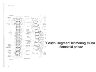 Grudni segment kičmenog stuba
-šematski prikaz
 