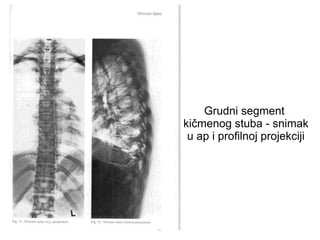 Grudni segment
kičmenog stuba - snimak
u ap i profilnoj projekciji
 