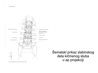 Šematski prikaz slabinskog
dela kičmenog stuba
u ap projekciji
 