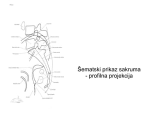 Šematski prikaz sakruma
- profilna projekcija
 