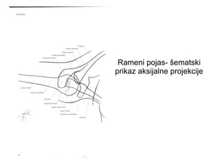 Rameni pojas- šematski
prikaz aksijalne projekcije
 