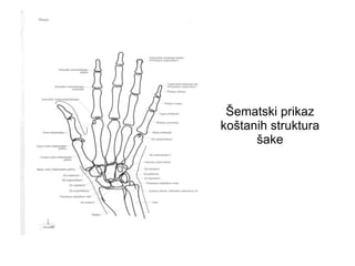 Šematski prikaz
koštanih struktura
šake
 