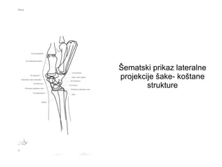 Šematski prikaz lateralne
projekcije šake- koštane
strukture
 