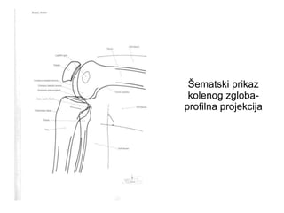 Šematski prikaz
kolenog zgloba-
profilna projekcija
 