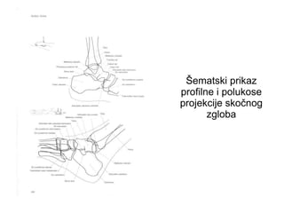 Šematski prikaz
profilne i polukose
projekcije skočnog
zgloba
 
