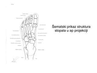 Šematski prikaz struktura
stopala u ap projekciji
 