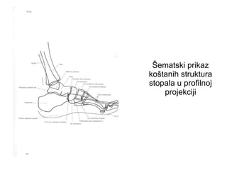 Šematski prikaz
koštanih struktura
stopala u profilnoj
projekciji
 
