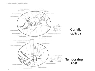 Canalis
opticus
Temporalna
kost
 