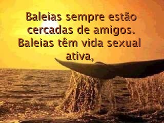 Baleias sempre estão cercadas de amigos. Baleias têm vida sexual  ativa,   
