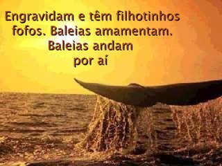 Engravidam e têm filhotinhos fofos. Baleias amamentam. Baleias andam  por aí  