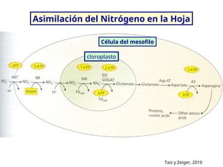 Comprehensive Overview of Nitrogen Assimilation in Plants: Biochemical ...