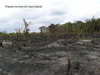 Preparo da terra em roça tropical
 
