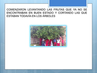 COMENZARON LEVANTANDO LAS FRUTAS QUE YA NO SE
ENCONTRABAN EN BUEN ESTADO Y CORTANDO LAS QUE
ESTABAN TODAVÍA EN LOS ÁRBOLES
 