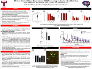 Effects of Orexin and Kappa Opiate Receptor (KOR) Pharmacology on Cocaine-Induced Behaviors
Stacia I. Lewandowski; Taylor A. Gentile; Steven J. Simmons; John W. Muschamp, Ph.D.
Center for Substance Abuse Research (CSAR), Temple University School of Medicine
INTRODUCTION
• Orexins (hypocretins) are neuropeptides within the lateral hypothalamus (LH) that project to
the ventral tegmental area, nucleus accumbens, dorsal raphe and locus coeruleus.
• Orexin transmission is involved in arousal, wakefulness, and motivated behavior through
signaling via two G-protein coupled receptor subtypes (OX1R and OX2R).
• Orexin is co-localized with dynorphin, a neuropeptide involved in depressive-like states
through signaling via kappa opiate receptors (KORs).
• Preliminary evidence from our laboratory suggests that suvorexant, a dual orexin receptor
antagonist used to treat insomnia, attenuates affective reactivity to cocaine as assessed
through 50-kHz vocalizations, as well as effortful intravenous self-administration of cocaine.
AIMS
• The present study was designed to assess effects of suvorexant on attention and cocaine-
induced impulsivity using the 5-choice serial reaction time task (5-CSRTT), as well as to
examine effects of suvorexant on orexin cell activity within LH.
RESULTS
• Suvorexant dose-dependently decreases the number of premature responses in the 5-CSRTT
and attenuates cocaine-induced impulsivity.
• Suvorexant causes hypolomotor effects but cocaine induces comparable hyperlocomotor
effects irrespective of drug pre-treatment.
• Suvorexant increases cFos-immunoreactivity of orexin cells in LH..
ABSTRACT
5-Choice Serial Reaction Time Task (5-CSRTT):
• Food-restricted animals in a sound-attenuating chamber were provided with a light stimulus
to one of 5 apertures for a 1-s duration. Correct responses into the lit aperture after light
termination were rewarded with one sugar pellet. Trials were separated with a 5-s inter-trial
interval, and subjects were given 90 trials per training session (or 30 minutes).
Drug Administration and Tissue Preparation:
• Rats received a 30-minute pre-treatment of either suvorexant (30 mg/kg, i.p.), norBNI (10
mg/kg, i.p.) or vehicle (DMSO) followed by acute treatment of either cocaine (10 mg/kg, i.p.)
or vehicle (saline).
• All animals were immediately perfused with saline and 4% paraformaldehyde, and brains
were collected for sectioning and immunolabeling.
Immunofluoresence (IF):
• 40 μm coronal sections of LH were washed in 0.1M phosphate-buffered saline (PBS), blocked
in 5% donkey serum in PBS with 0.3% Triton X-100 (PBS+), incubated in primary antibody
solution for 72-hr at 4o C (polyclonal rabbit anti-cFos [1:1,000; SC-52, SantaCruz] in 1.5%
donkey serum in PBS+), incubated again overnight at 4o C (polyclonal goat anti-orexinA (OxA)
[1:2,000; SC-8070, SantaCruz] and washed in 0.1M PBS, incubated in secondary antibody
solution for 3-hr at room temperature (donkey anti-goat 488 [AlexaFluor] and donkey anti-
rabbit 555 [AlexFluor] in 1.5% donkey serum in PBS+), washed in 0.1M PBS, mounted, dried
for 24-hr and coverslipped on SuperFrost slides.
Analyses:
• Repeated-measures ANOVAs examining the number of premature responses in the 5-CSRTT
were used to determine main effects, and Newman-Keuls post hoc tests used for pairwise
comparisons when main effects were found.
• For cellular analyses, a single section containing the majority of orexin-immunoreactive cells
from a 1-in-3 collection was used for OxA+/cFos+ proportion estimations.
FIGURE 1
METHODS
_________________________________________________________________________________________________________________________________
RESULTS
5-CSRTT:
• A repeated-measures ANOVAs examining premature responses revealed a significant main
effect of suvorexant dose [F(3, 40) = 2.900, p < 0.05] and of drug treatment [F(2, 18) = 8.962,
p < 0.01].
• Post-hoc tests demonstrated significantly greater PRs in the cocaine vs. vehicle group (p <
0.01) as well as significantly fewer cocaine-induced PRs in animals pretreated with
suvorexant relative to vehicle-pretreated control animals (p < 0.05). The number of cocaine-
induced PRs in suvorexant-pretreated animals, however, was significantly greater relative to
saline-induced PRs (p < 0.05).
• No significant differences in omissions, accuracy or latency to reward were demonstrated.
Locomotor Activity:
• A one-way ANOVA revealed a significant main effect of drug group on locomotor activity [F(2,
42) =7.714, p < 0.01]. While both cocaine and cocaine-suvorexant groups had significantly
greater locomotor activity relative to saline animals, no difference was found between
cocaine and cocaine-suvorexant groups.
OxA+/cFos+ Cell Counts:
• Acute suvorexant (30.0 mg/kg, i.p.) increased the proportion of OxA+/cFos+ cells in bilateral
LH compared to vehicle-treated control animals [p < 0.05].
Figure 1. (A) Diagram of 5-CSRTT apparatus and mean 5-CSRTT scores (B: premature responses, C: accuracy, D: latency, E: omissions) ± S.E.M.
* p < 0.05 compared to vehicle-treated control group.
Figure 2. Mean 5-CSRTT premature responses ± S.E.M.
* p < 0.05 compared to vehicle-treated control group.
FIGURE 3
CONCLUSION
Impulsivity in 5-CSRTT:
• Our laboratory has demonstrated that inhibition of orexin signaling via suvorexant administration
decreases motor impulsivity in a dose-dependent manner.
• Cocaine increases motor impulsivity while suvorexant can attenuate cocaine-induced impulsivity.
• We hypothesize that the orexin neuropeptide may affect baseline impulsivity regarding cocaine-
induced behaviors.
Locomotor:
• Locomotor activity is decreased when the orexin system is inhibited. However, suvorexant
administered 30-min prior to cocaine does not reduce cocaine-induced hyperactivity.
Orexin Cell Activity:
• Data is currently under analysis but preliminary evidence suggests that there is no difference in
orexin cell activity from animals who received different drug treatments.
• Our laboratory has demonstrated for the first time the potential therapeutic efficacy of suvorexant
in reducing impulsive behaviors associated with cocaine addiction.
• Suvorexant has sedative-like effect, but cocaine nonetheless elicits comparable hyperlocomotor
effects irrespective of drug pre-treatment.
• Future studies should investigate the mechanism behind orexin’s influences on motor impulsivity,
explore the role of co-localized dynorphin in impulsivity and explore suvorexant’s effects on other
brain regions.
The authors would like to acknowledge grant support from NIDA (R00DA031767,
JWM; T32DA007237 TG,SJS) for completion of this study.
Figure 3. Mean locomotor activity counts ± S.E.M. N’s = 6-8.
Figure 4. Representative photomicrograph of OxA+/cFos+ cells [black arrows] and
OxA+/cFos- cells [white arrows]. Image from an animal who received norBNI (10mg/kg,
i.p.) pretreatment followed by cocaine (10mg/kg, i.p.). N’s 2-3.
(A) (B)
*
*
(A) (B) (C) (D) (E)
FIGURE 2
FIGURE 4
 