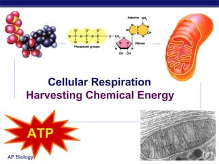 Cellular Respiration
       Harvesting Chemical Energy


       ATP
AP Biology                          2006-2007
 