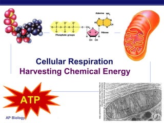 Cellular Respiration
Harvesting Chemical Energy

ATP
AP Biology

2006-2007

 