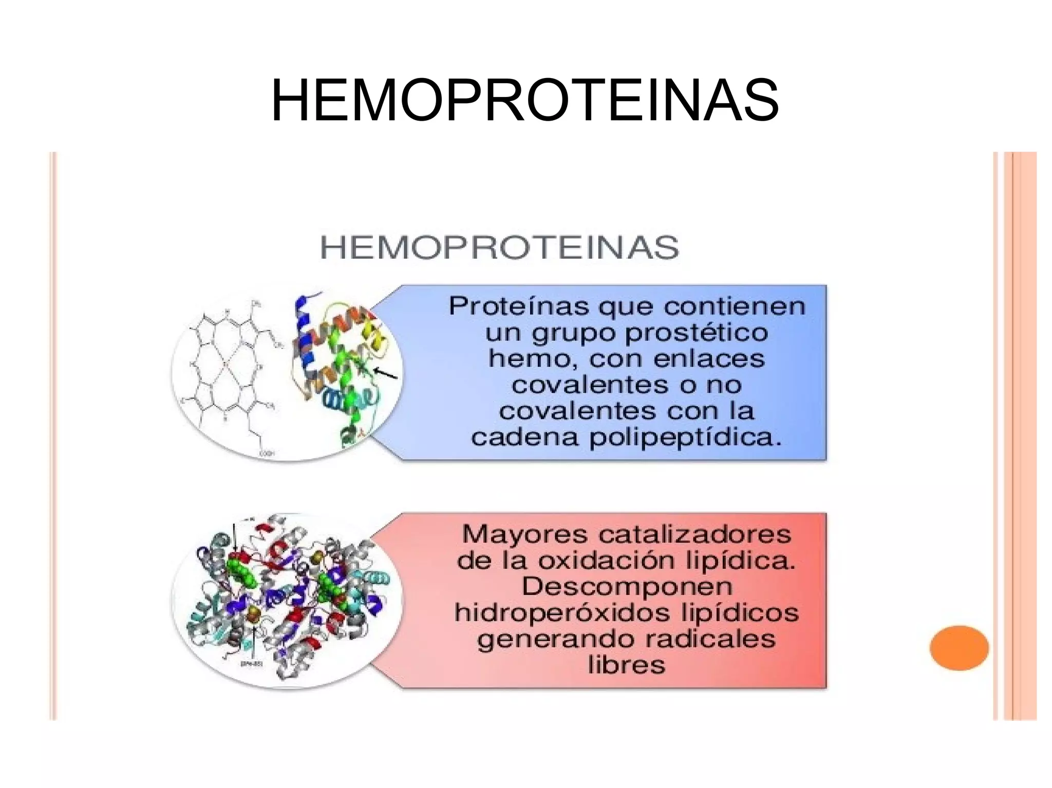 3.3 clasificacion de las proteinas conjugadas | PPT | Biological ...
