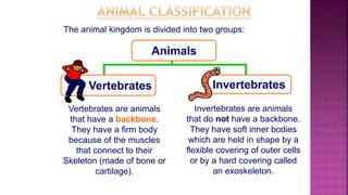 InvertebratesVertebrates
Animals
Invertebrates are animals
that do not have a backbone.
They have soft inner bodies
which are held in shape by a
flexible covering of outer cells
or by a hard covering called
an exoskeleton.
Vertebrates are animals
that have a backbone.
They have a firm body
because of the muscles
that connect to their
Skeleton (made of bone or
cartilage).
The animal kingdom is divided into two groups:
 