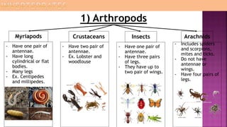 1) Arthropods
ArachnidsInsectsCrustaceansMyriapods
- Includes spiders
and scorpions,
mites and ticks.
- Do not have
antennae or
wings.
- Have four pairs of
legs.
- Have one pair of
antennae.
- Have three pairs
of legs.
- They have up to
two pair of wings.
- Have two pair of
antennae.
- Ex. Lobster and
woodlouse
- Have one pair of
antennae.
- Have long
cylindrical or flat
bodies.
- Many legs
- Ex. Centipedes
and millipedes.
 