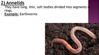 2) Annelids
- They have long, thin, soft bodies divided into segments or
rings.
- Example: Earthworms
 