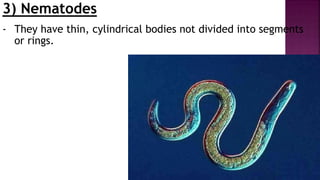 3) Nematodes
- They have thin, cylindrical bodies not divided into segments
or rings.
 