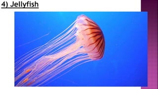 4) Jellyfish
 