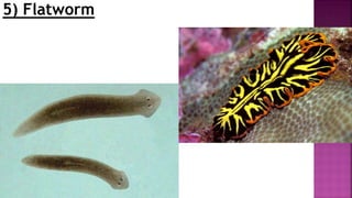 5) Flatworm
 