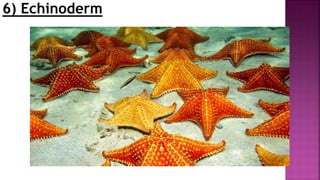 6) Echinoderm
 