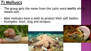 7) Molluscs
- The group gets the name from the Latin word mollis which
means soft.
- Most molluscs have a shell to protect their soft bodies.
- Examples: Snail, slug and octopus.
 