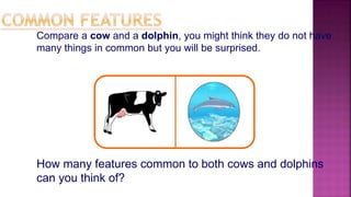 How many features common to both cows and dolphins
can you think of?
Compare a cow and a dolphin, you might think they do not have
many things in common but you will be surprised.
 